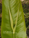 Heliconia psittacorum x spathocircinata 'Lucille Gibson'